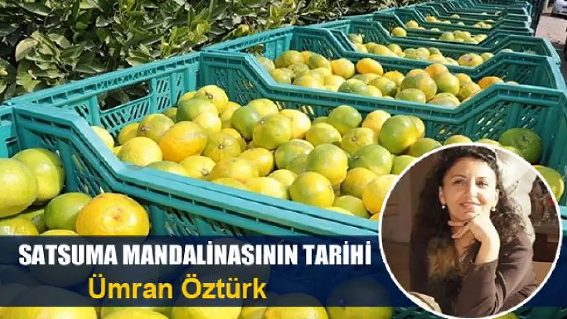 Satsuma  mandalinasının tarihi