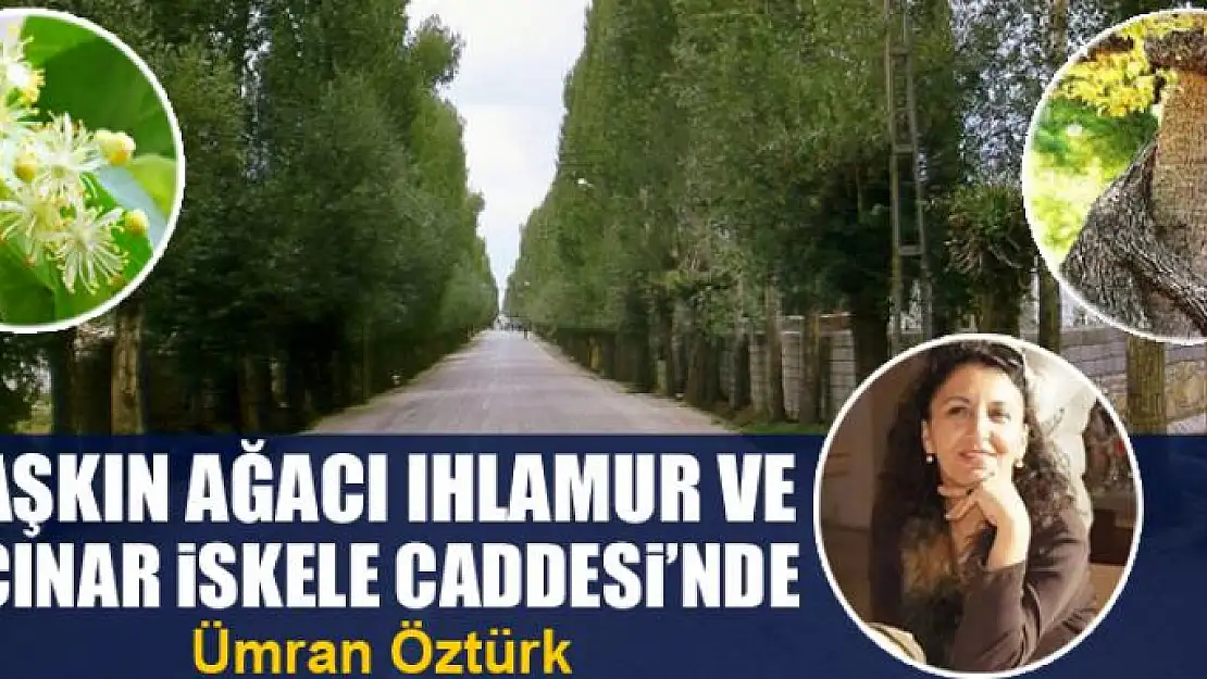 Aşkın ağacı ıhlamur ve çınar İskele Caddesi'nde