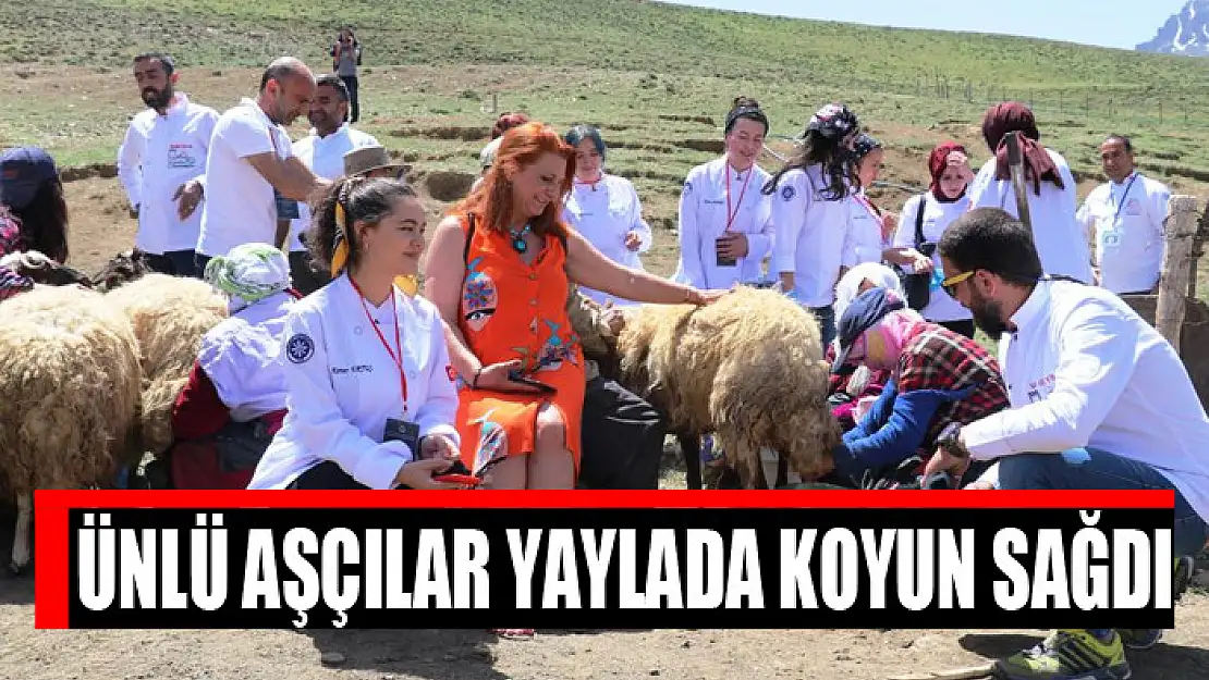 Ünlü aşçılar yaylada koyun sağdı