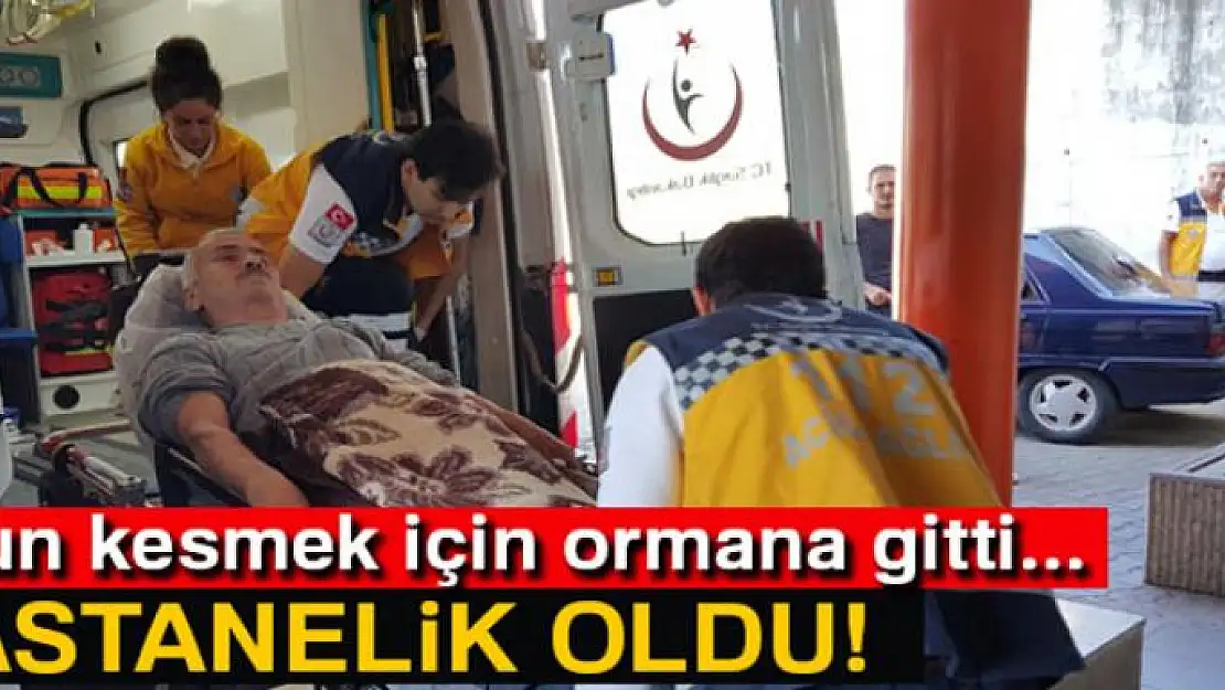 Kışlık odun için ormana gitti bacağını kesti