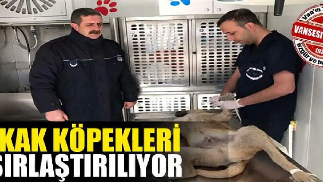 Edremit'te sokak köpeklerini kısırlaştırma çalışması