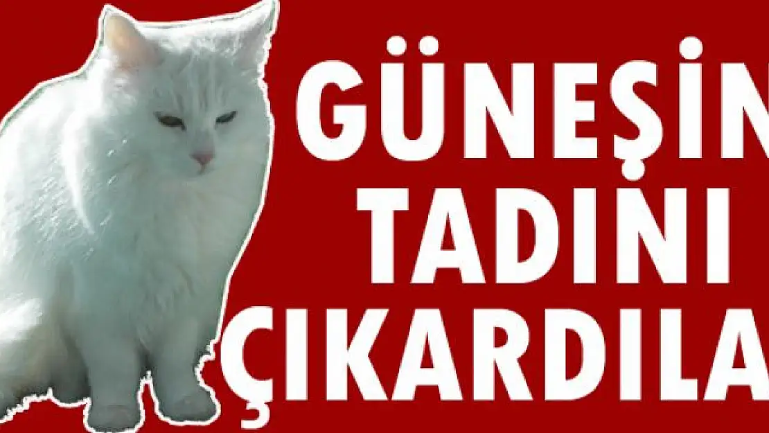 Van kedileri kış güneşinin tadını çıkarttı 