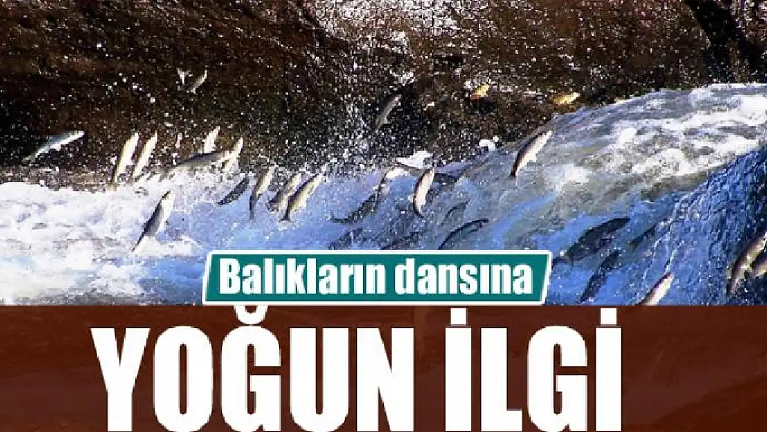 Balıkların dansına yoğun ilgi