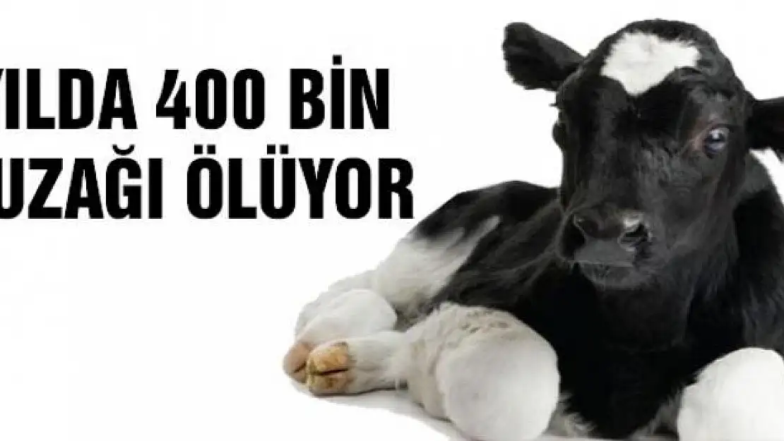 Yılda 400 bin buzağı ölüyor 