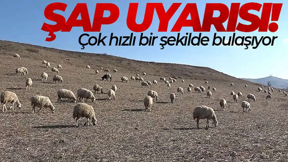 Uzmanından şap varyantı uyarısı: 'Çok hızlı bir şekilde bulaşıyor'