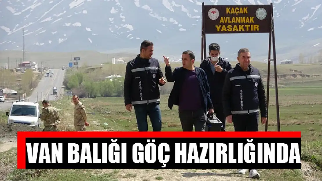 Van Balığı göç hazırlığında