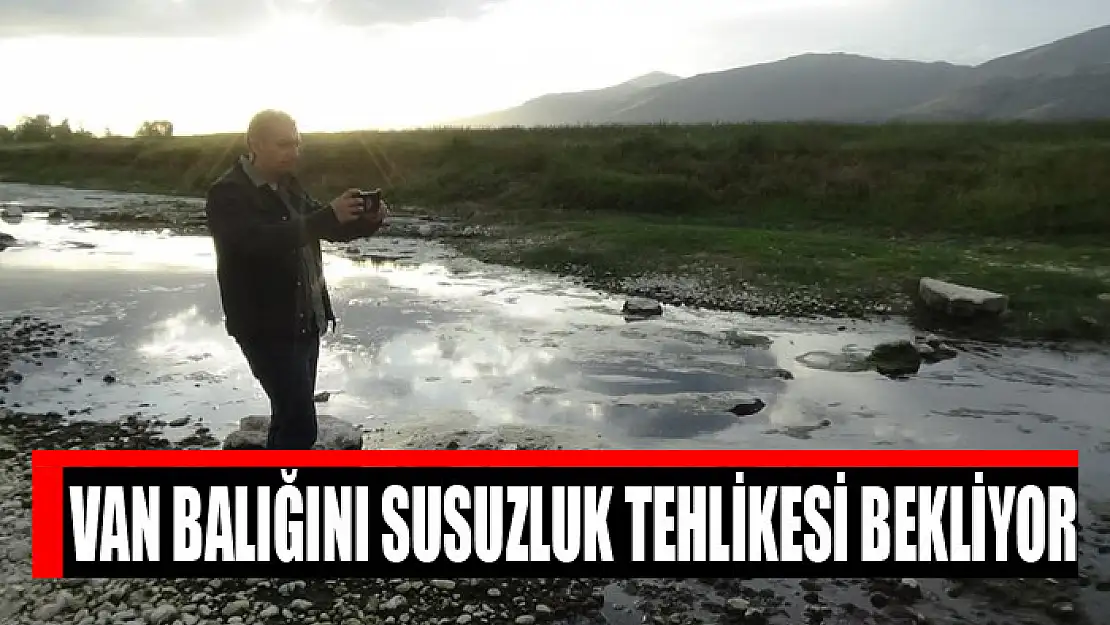 Van Balığını susuzluk tehlikesi bekliyor