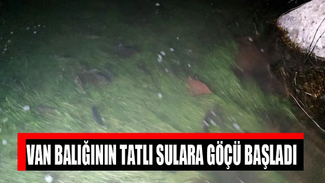 Van balığının tatlı sulara göçü başladı