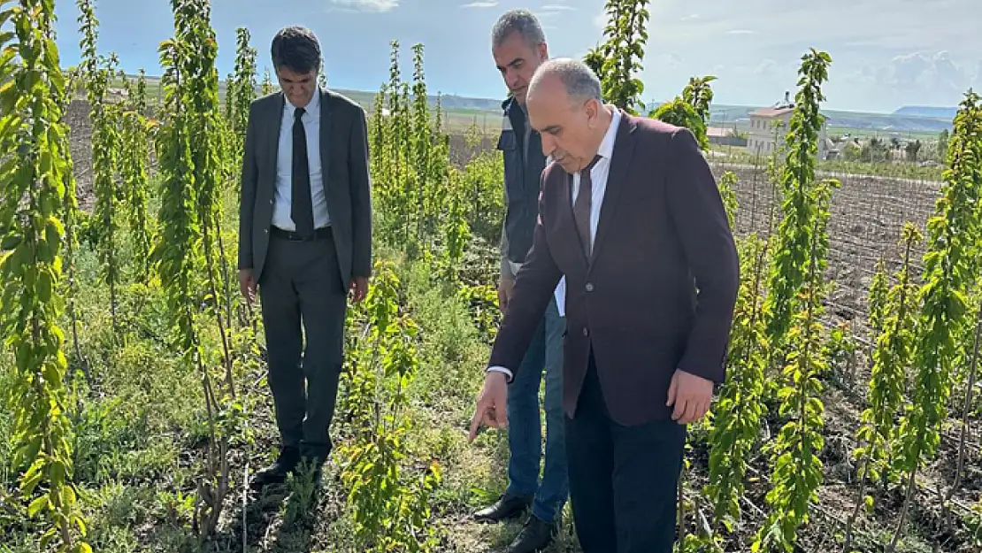 Van'da 100 bin meyve fidanı çöğürü dikildi