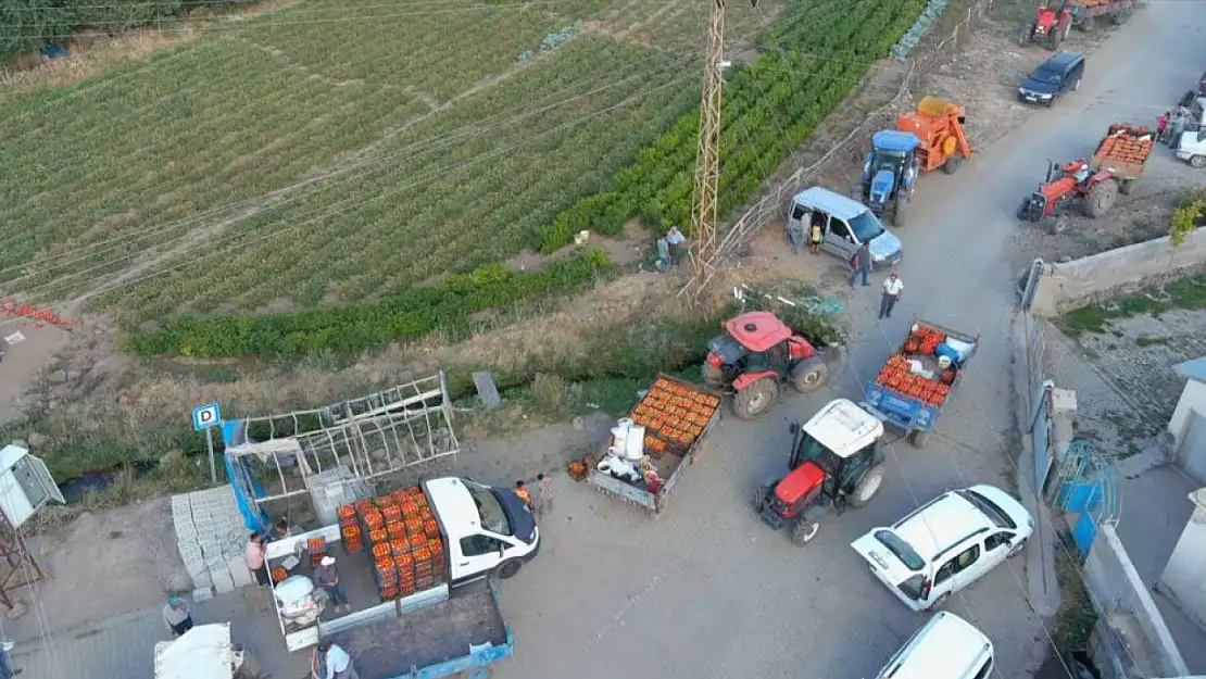 Van'da ata tohumuyla yıllardır domates yetiştiriyor