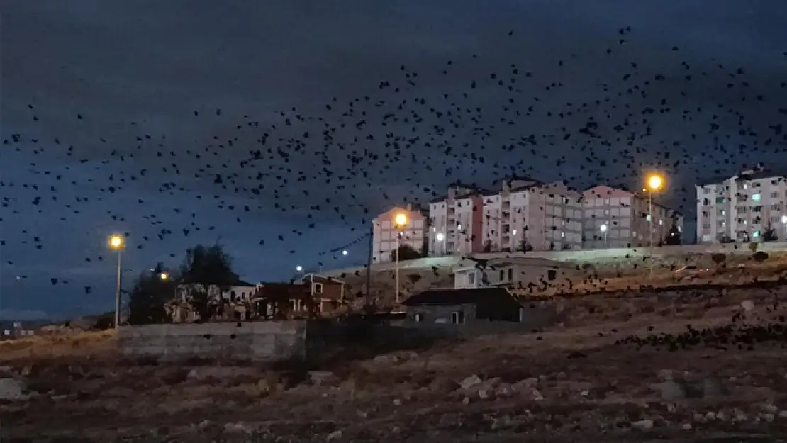 Van'da binlerce karga gökyüzünü kapladı