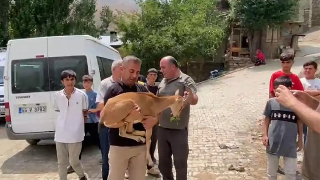 Van'da bulunan dağ keçisi yetkililere teslim edildi