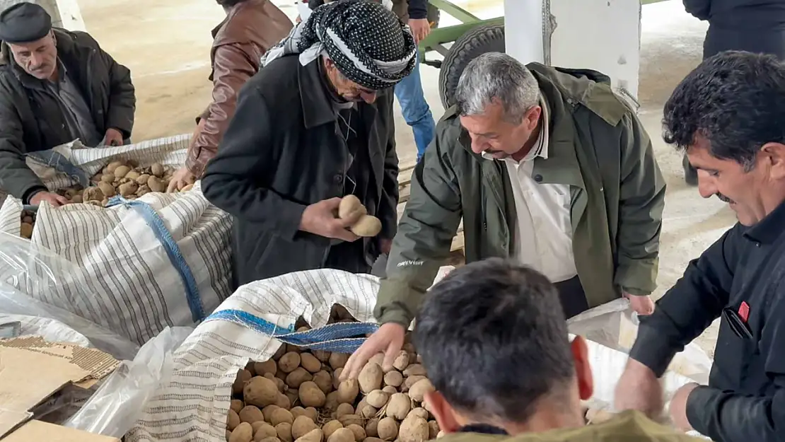 Van'da çiftçilere ücretsiz patates desteği