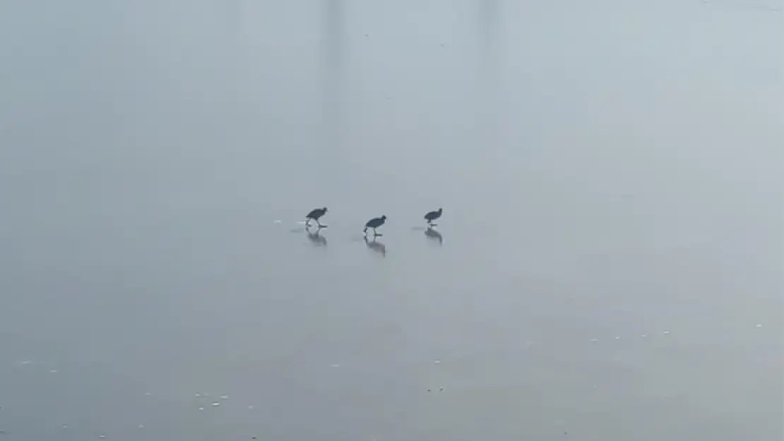 Van'da dereler dondu, ağaçlar kırağı tuttu