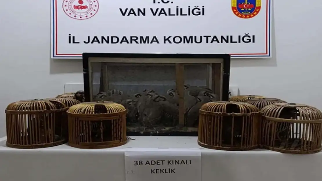 Van'da kafes avcıları jandarmaya takıldı