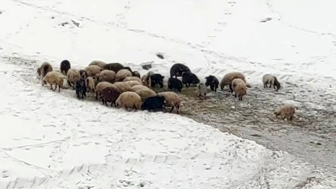 Van'da kar yağışı etkili oldu