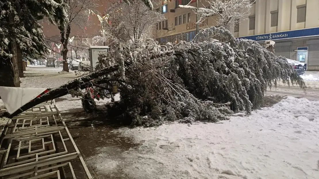 Van'da karın ağırlığına dayanamayan ağaç yola devrildi