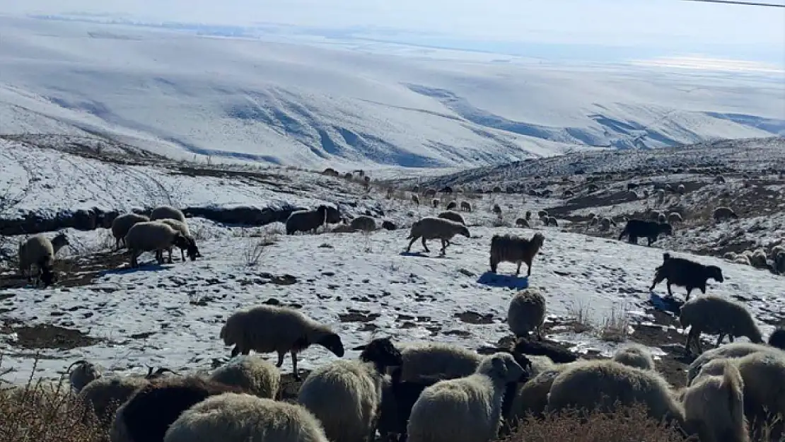 Van'da koyunlarını kar üzerinde otlatarak yemden tasarruf sağlıyorlar