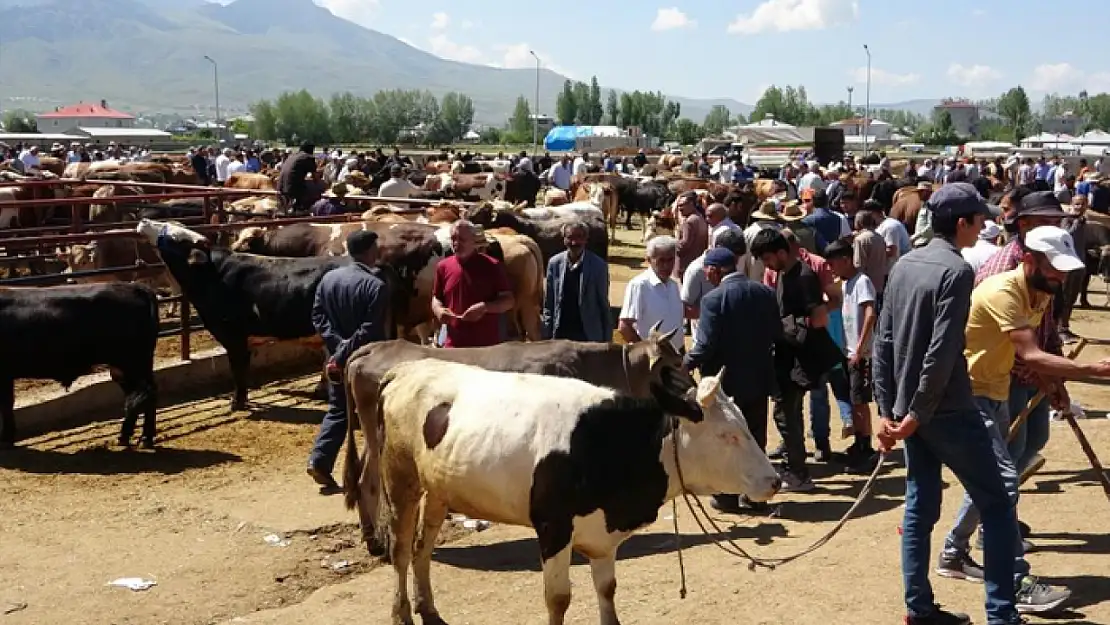 Van'da kurban pazarlarında sıkı pazarlıklar başladı