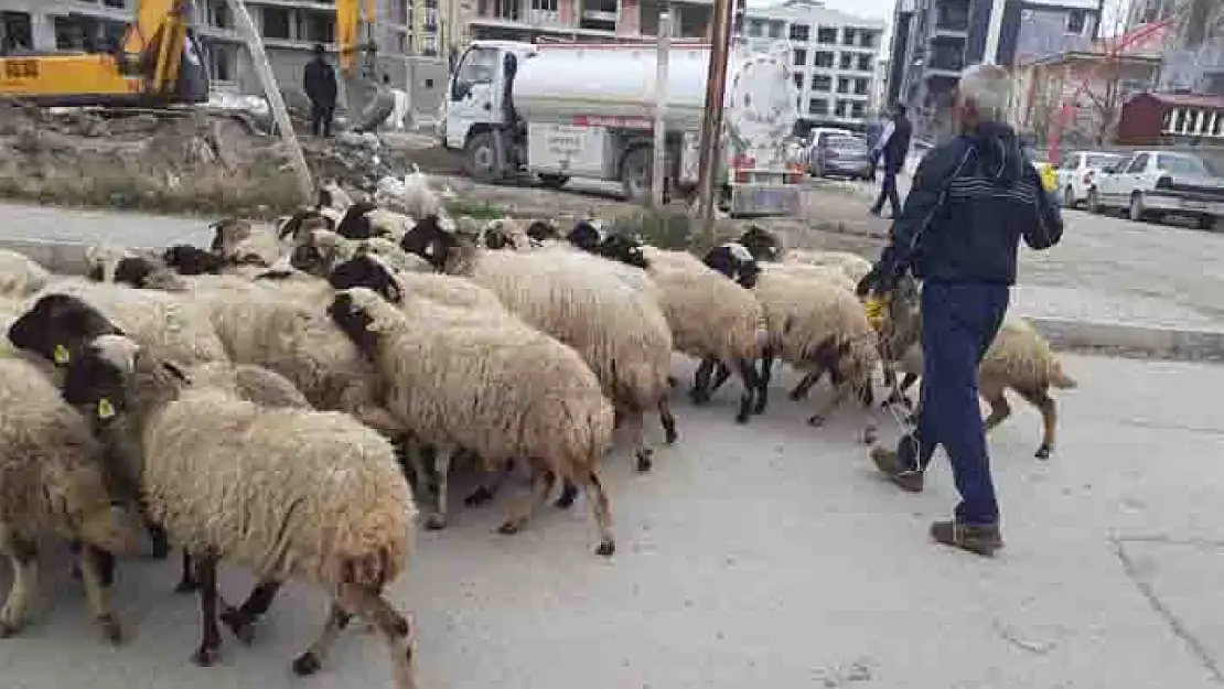 Van'da kurbanlıklar şehire indi
