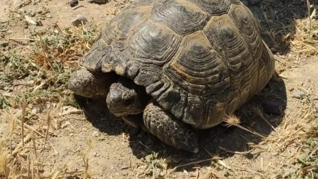 Van'da kuyuda mahsur kalan kaplumbağalar kurtarıldı