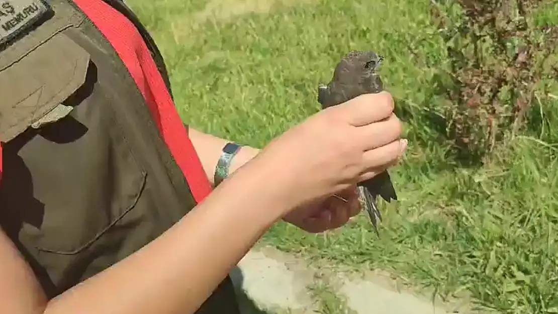 Van'da rehabilitasyon süreci tamamlanan Ebabil kuşu özgürlüğüne kavuştu