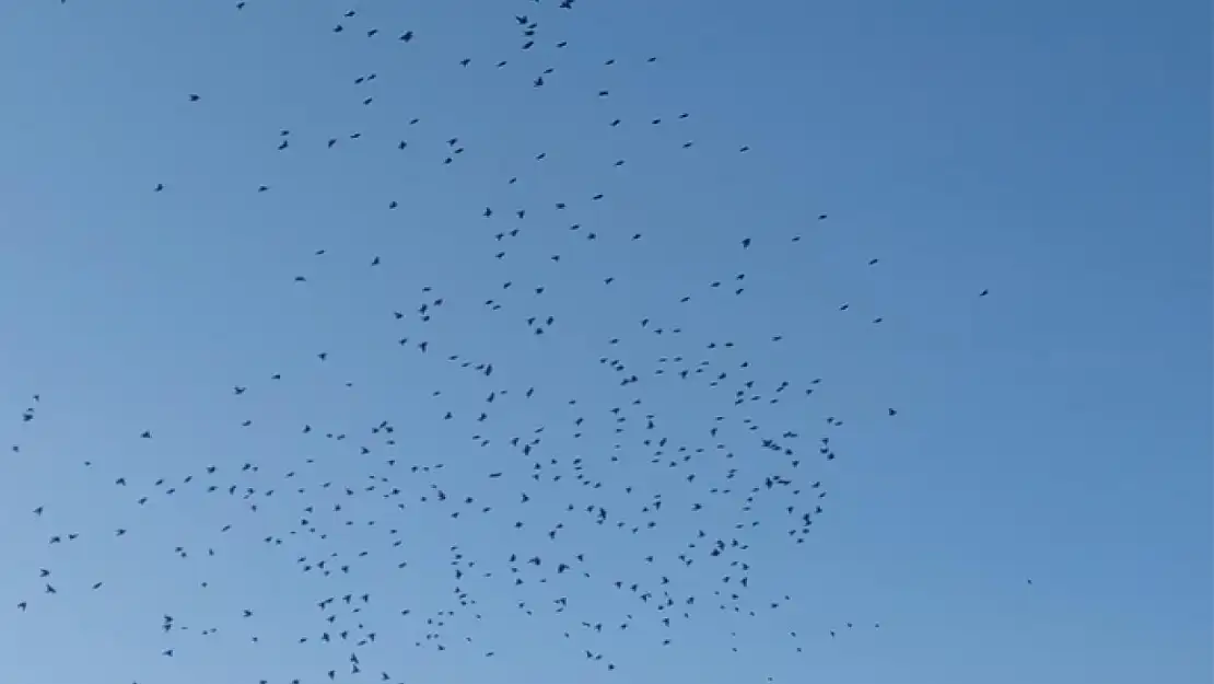 Van'da sığırcıkların dansı mest etti