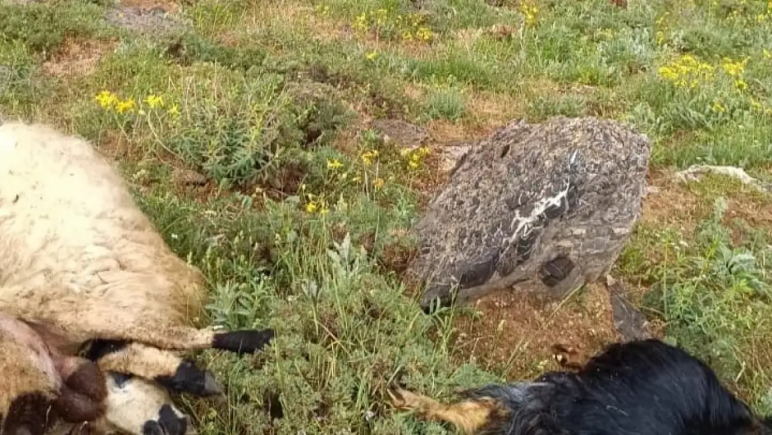 Van'da sürüye yıldırım isabet etti onlarca koyun telef oldu