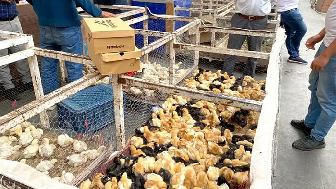 Van'da tavuk ve civcive talep arttı