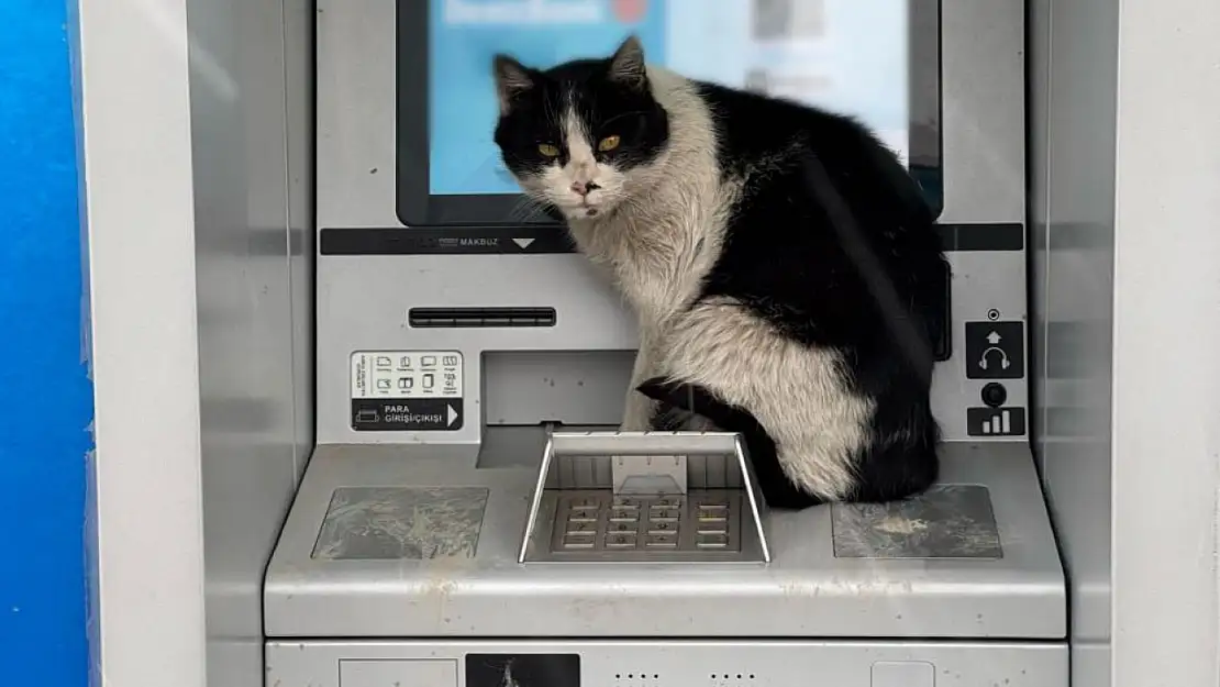 Van'da üşüyen kedi, para çekme kabinine sığındı