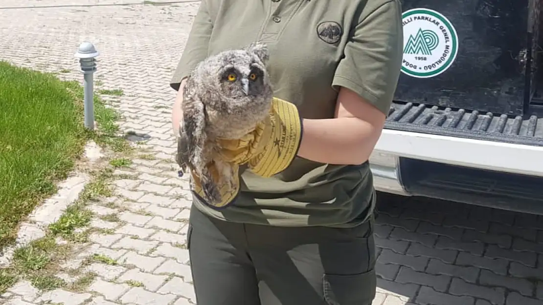 Van'da yaralı bulunan kulaklı orman baykuşu tedavi altına alındı