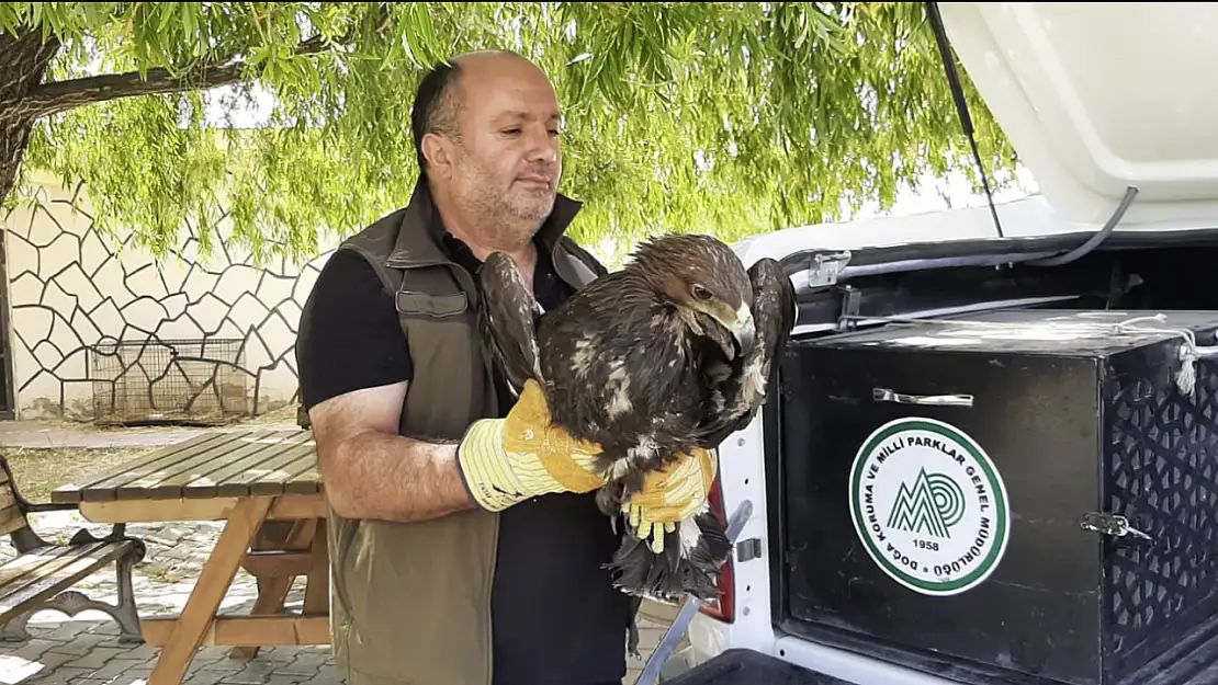 Van'da yaralı kaya kartalı tedavi altına alındı