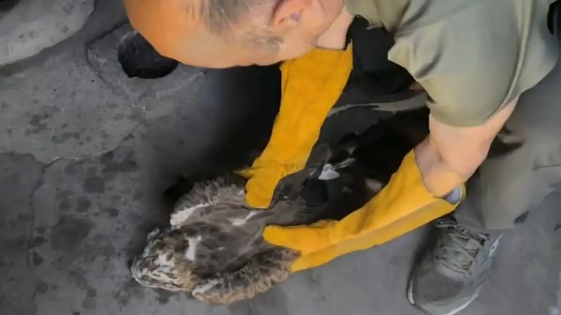 Van'da yaralı yılan kartalı koruma altına alındı
