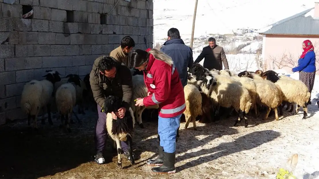 Van'da zorlu kış şartlarına rağmen aşı ve küpe çalışmaları sürüyor