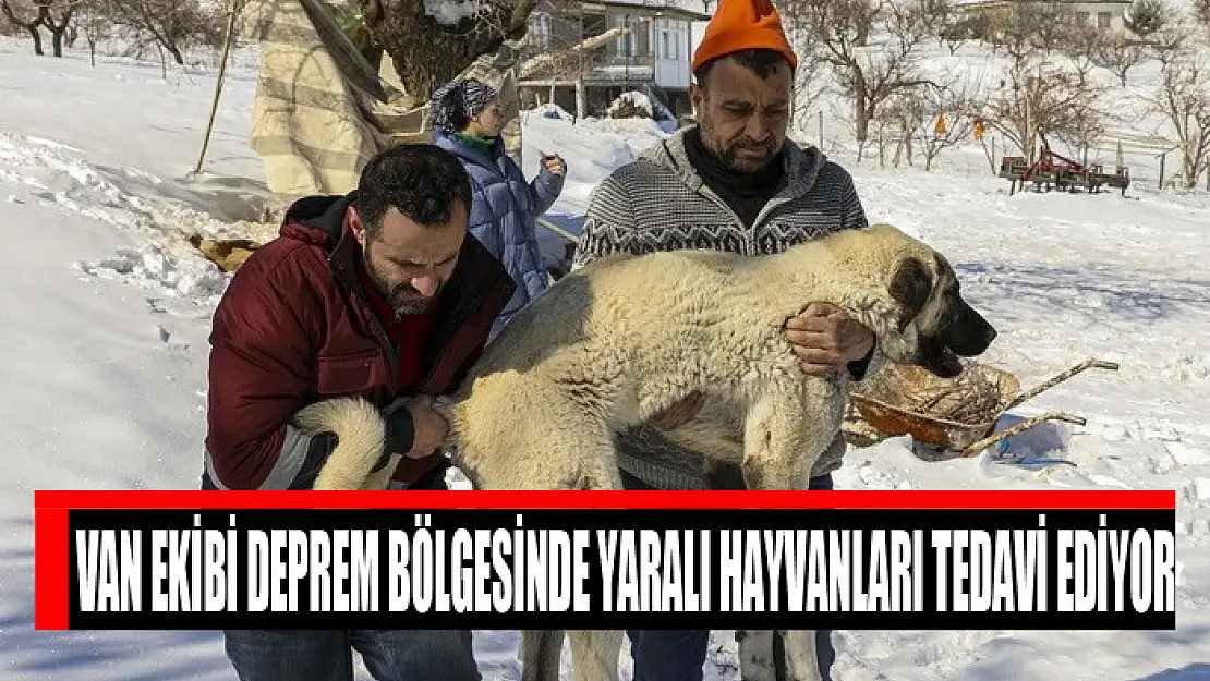 Van ekibi deprem bölgesinde yaralı hayvanları tedavi ediyor