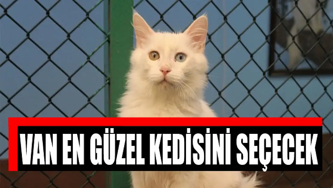 VAN EN GÜZEL KEDİSİNİ SEÇECEK