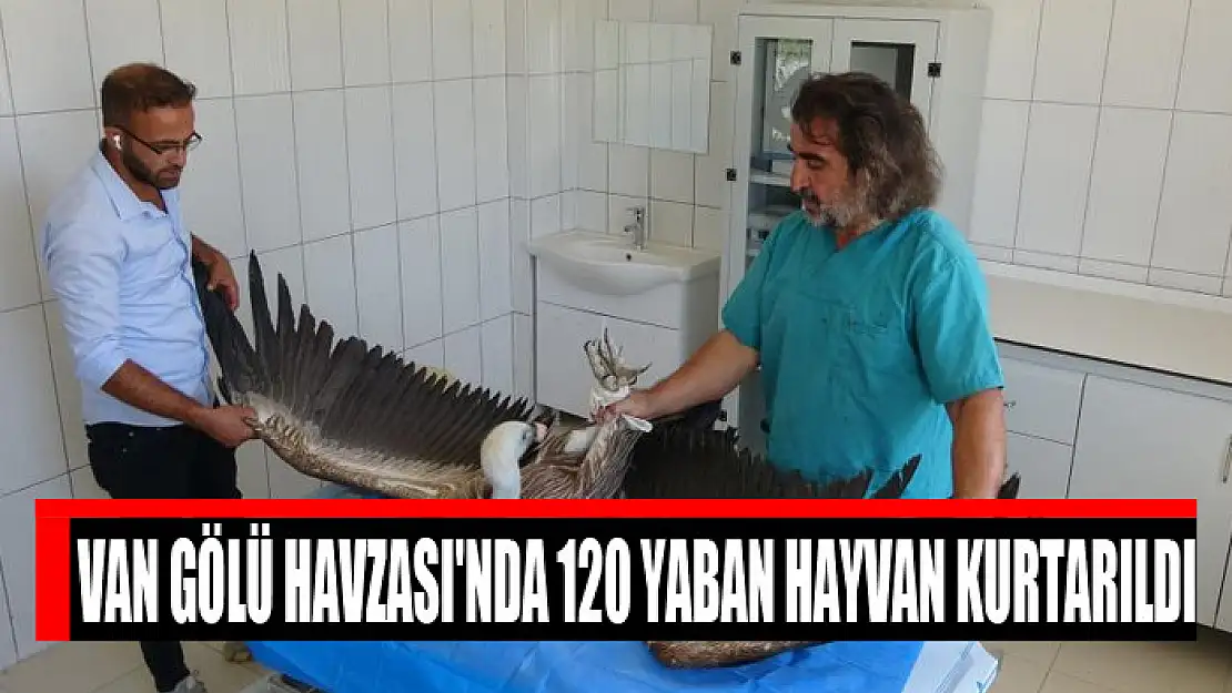 Van Gölü Havzası'nda 120 yaban hayvan kurtarıldı