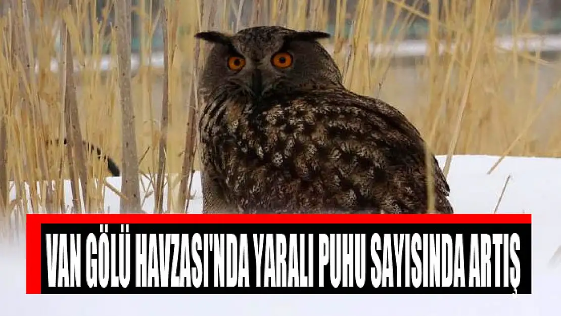 Van Gölü Havzası'nda yaralı puhu sayısında artış