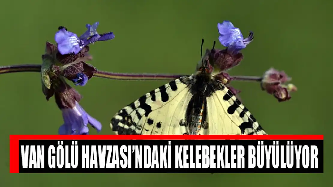 Van Gölü Havzası'ndaki kelebekler büyülüyor