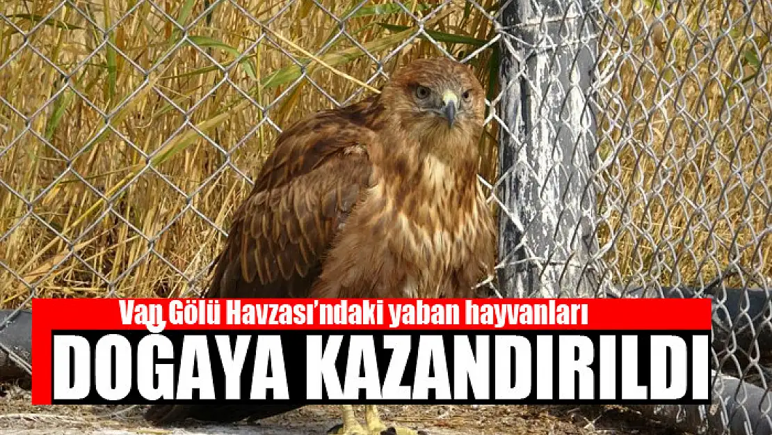 Van Gölü Havzası'ndaki yaban hayvanları doğaya kazandırıldı