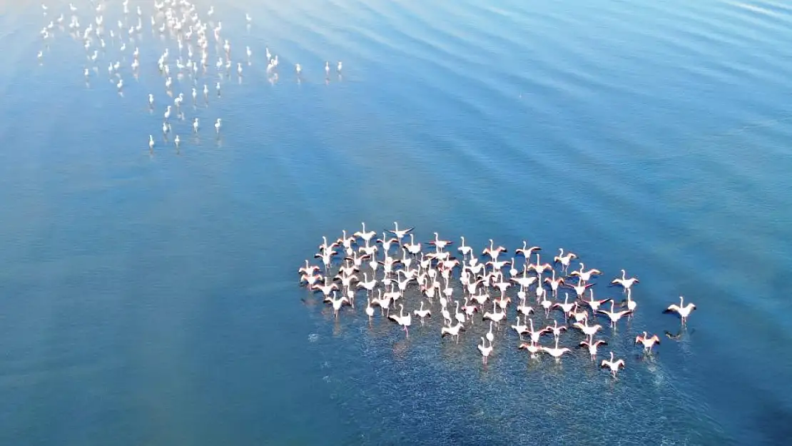 Van Gölü hazası kışında flamingoları ağırlamaya başladı