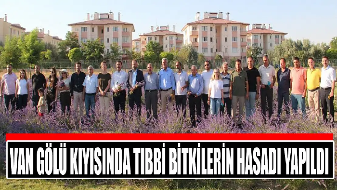 Van Gölü kıyısında tıbbi bitkilerin hasadı yapıldı