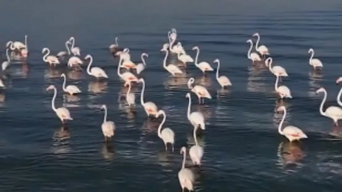 Van Gölü'nde Flamingo güzelliği