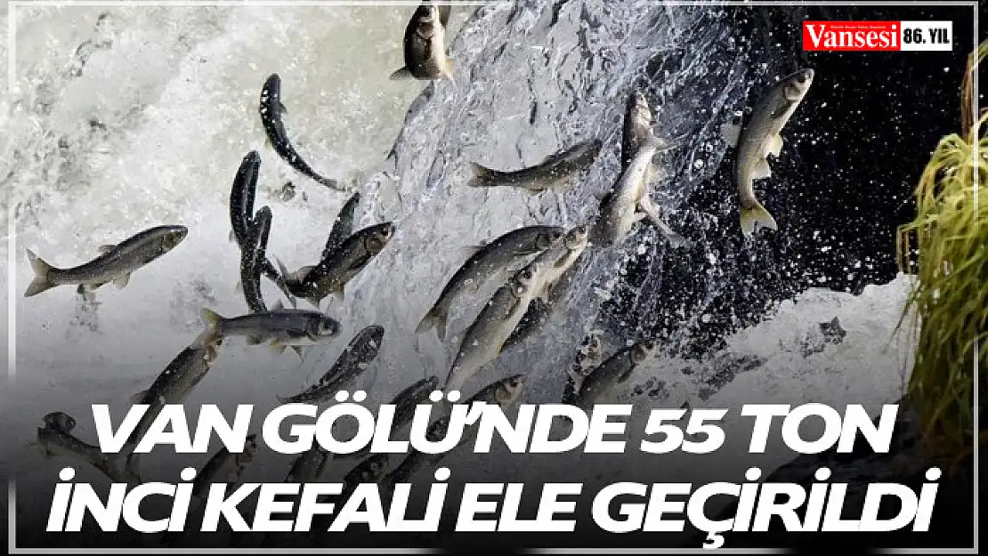 Van Gölü'nde 55 ton inci kefali ele geçirildi