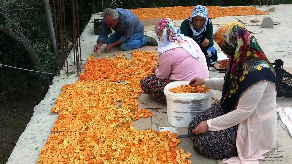 Van'ın Kayısı Kurutma Dönemi Başladı