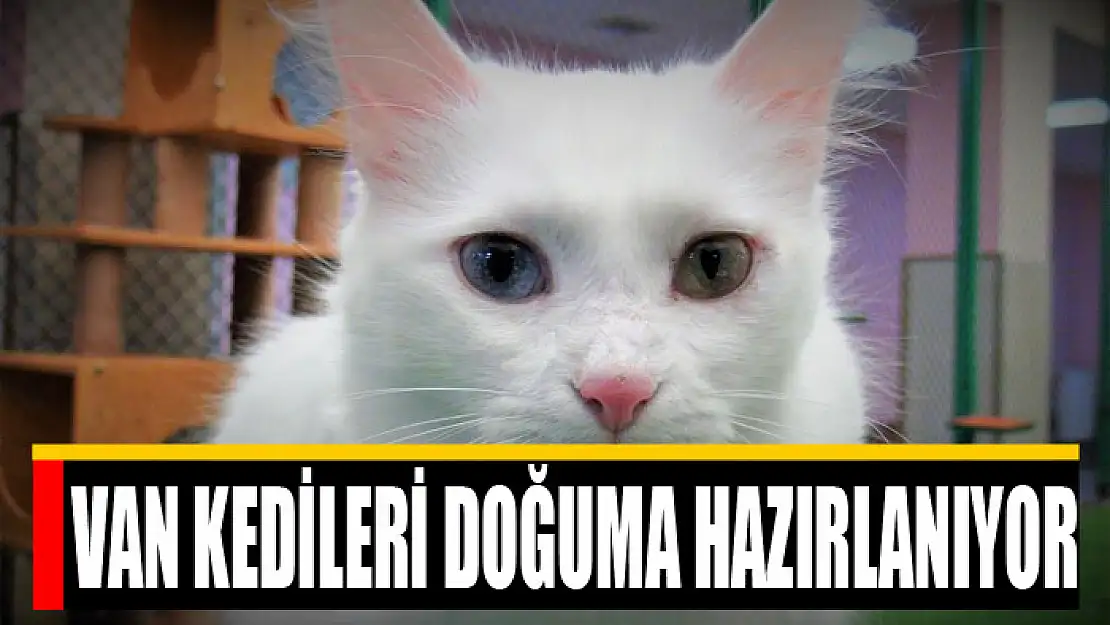 VAN KEDİLERİ DOĞUMA HAZIRLANIYOR