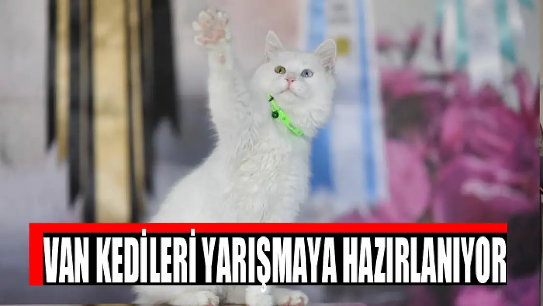 VAN KEDİLERİ YARIŞMAYA HAZIRLANIYOR