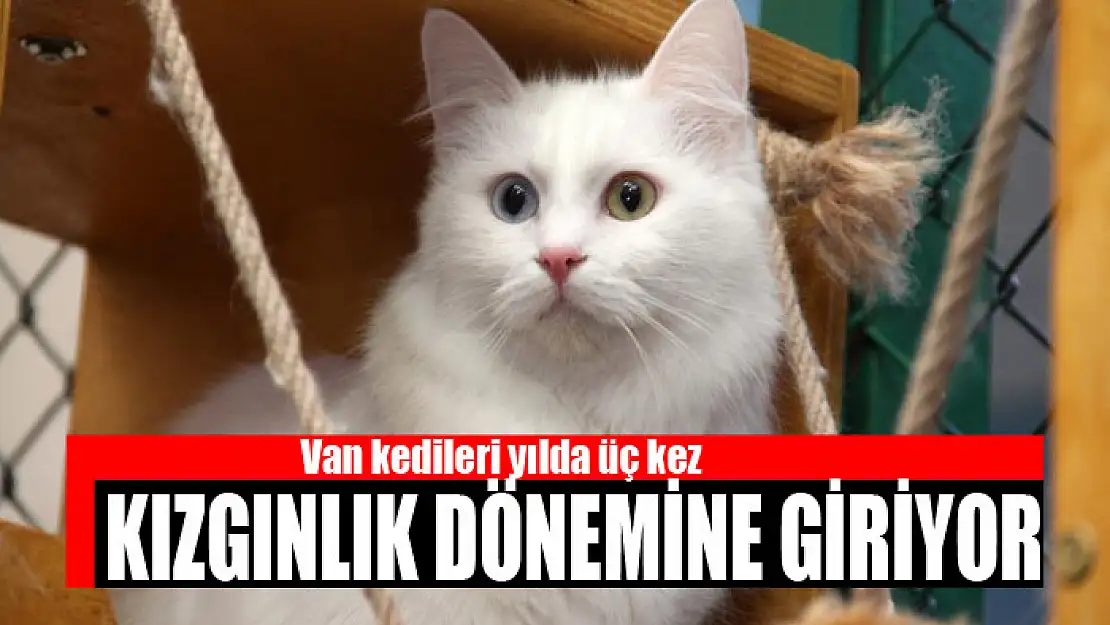 Van kedileri yılda üç kez kızgınlık dönemine giriyor