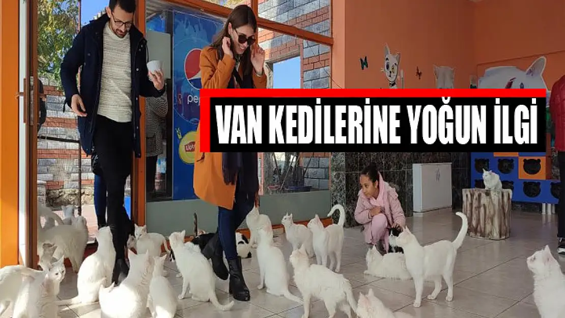 Van kedilerine yoğun ilgi