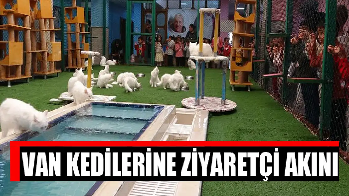 Van kedilerine ziyaretçi akını